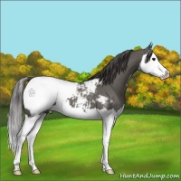 Horse Color:Grullo Splash Appaloosa 