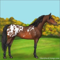 Horse Color:Bay Appaloosa 