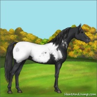 Horse Color:Black Appaloosa 