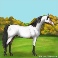 Horse Color:Bay Appaloosa Rabicano 