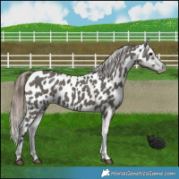 Horse Color:Grullo Appaloosa 