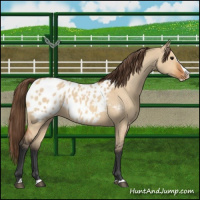 Horse Color:Bay Dun Splash Appaloosa 