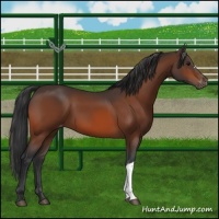 Horse Color:Bay Appaloosa 