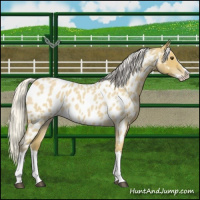Horse Color:Silver Buckskin Roan Splash Near Leopard 