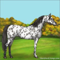 Horse Color:Grullo Roan Appaloosa 
