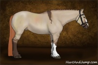 Horse Color:Liver Red Dun Roan 