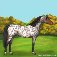 Horse Color:Bay Roan Appaloosa