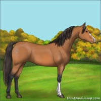 Horse Color:Bay Appaloosa 
