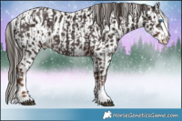 Horse Color:Liver Chestnut Sabino Splash  and Liver Chestnut Sabino Splash Appaloosa 