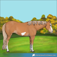 Horse Color:Chestnut Splash Frame 