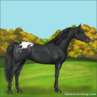 Horse Color:Black Appaloosa 