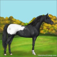 Horse Color:Black Appaloosa 