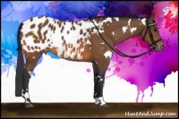 Horse Color:White Spotted Bay Appaloosa 