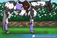 Horse Color:White Spotted Black 