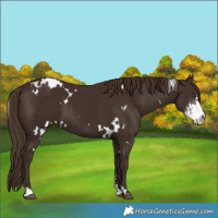 Horse Color:White Spotted Liver Chestnut Sabino 