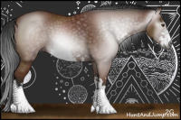 Horse Color:Gray Bay Sabino 