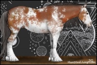 Horse Color:Bay Sabino 
