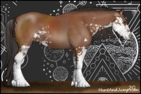 Horse Color:Bay Sabino 
