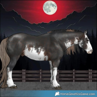 Horse Color:White Spotted Brown Rabicano  and White Spotted Liver Chestnut 