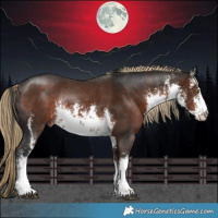 Horse Color:White Spotted Brown Rabicano and White Spotted Liver Chestnut Rabicano