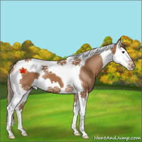 Horse Color:Chestnut Splash Tobiano 