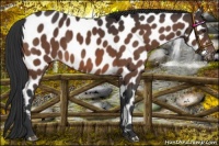 Horse Color:Brown Near Leopard 