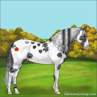 Horse Color:White Spotted Black Splash 