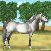 Horse Color:Gray White Spotted Brown Dun Mushroom
