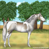 Horse Color:Gray Liver Red Dun Mushroom Sabino Tobiano 