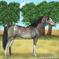 Horse Color:White Spotted Brown Dun Mushroom