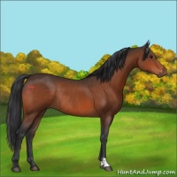 Horse Color:Bay Rabicano 