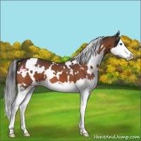 Horse Color:White Spotted Bay Splash 