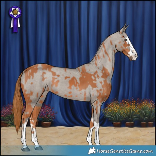 Horse Color:Chestnut  and Silver Grullo Splash Appaloosa 