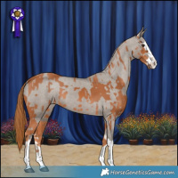 Horse Color:Chestnut  and Silver Grullo Splash Appaloosa 