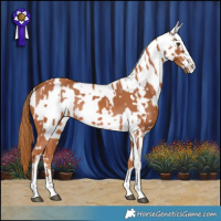 Horse Color:Chestnut and Silver Grullo Splash Appaloosa