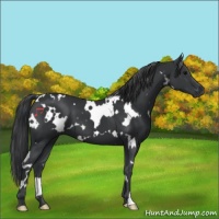 Horse Color:White Spotted Black 
