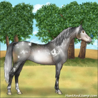 Horse Color:Gray White Spotted Brown Tobiano 
