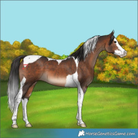 Horse Color:Brown Splash Tobiano 