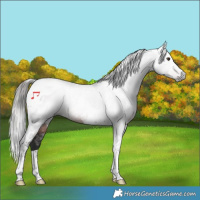 Horse Color:Gray White Spotted Liver Chestnut Tobiano Blanket 
