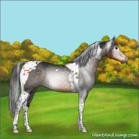 Horse Color:Gray Buckskin Tobiano Appaloosa 