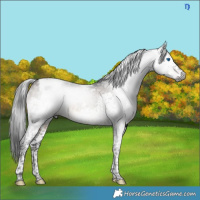 Horse Color:Gray White Spotted Brown Dun Mushroom Splash Tobiano Brindle