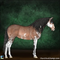 Horse Color:Brown Splash Rabicano 