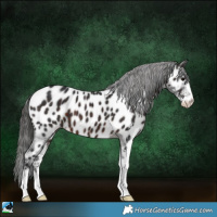 Horse Color:Brown Sabino Near Leopard 