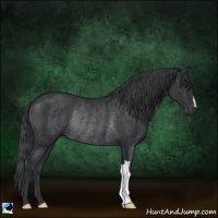 Horse Color:Black Rabicano 