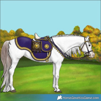 Horse Color:Chocolate Black Appaloosa 