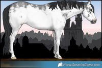 Horse Color:White Spotted Black Sabino Frame 