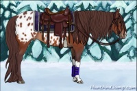 Horse Color:Chocolate Bay Appaloosa