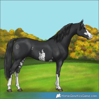 Horse Color:Black  and Black 