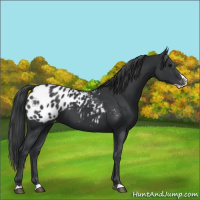 Horse Color:Black Splash Appaloosa 