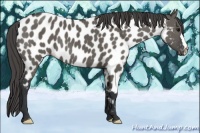 Horse Color:Grullo Near Leopard 